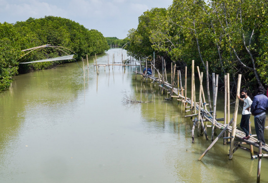 Fishing in mangrove forest - Demak, Indonesia Photo: FDW
