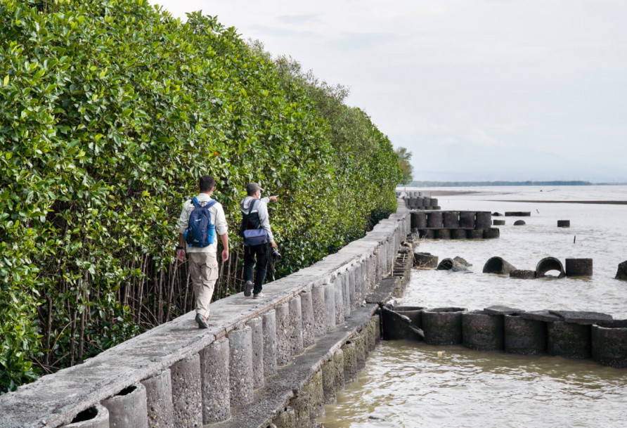 Combined nature-based and hard sea wall solutions - Demak, Indonesia Photo: FDW
