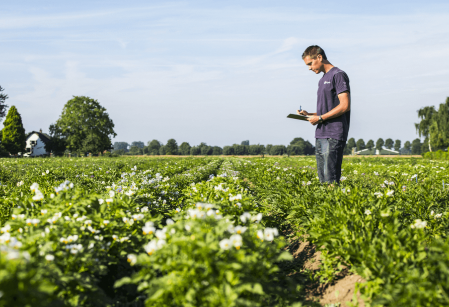 A farmer standing on a potato field in Est, the Netherlands.