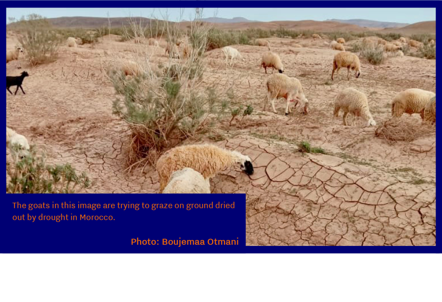Our sheep are dying of drought. Everything is dry and there is no food in Morocco affecting livelihoods. Photo: Boujemaa Otmani